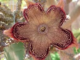 Image result for Ceropegia plocamoides