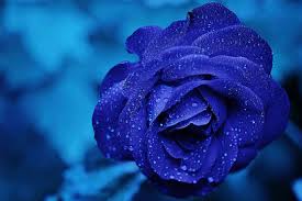 Maybe you would like to learn more about one of these? Blue And Rainbow Roses Interflora