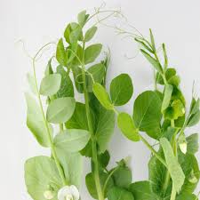 生花】えんどう豆のツル(40cm程度)折原園芸【FJ】 - 花材通販はなどんやアソシエ