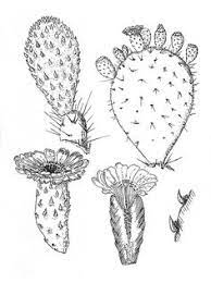 More than 6 barrel cactus at pleasant prices up to 12 usd fast and free worldwide shipping! 17 Cactus Printables Ideas Cactus Cactus Drawing Coloring Pages