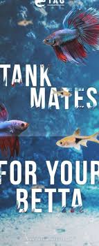 Do You Know Which Fish Is The Best Tank Mates For Your Beautiful Betta Fish In 2020 Betta Fish Tank Mates Betta Fish Tank Betta Tank