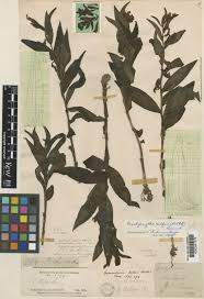 Image result for Brachycorythis