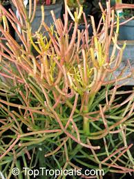 Image result for Euphorbia tholicola
