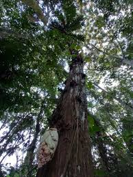 Image result for Trichoscypha lucens