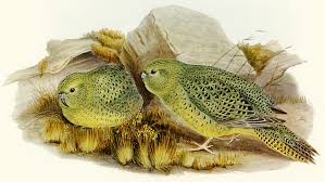 Sample pages are available to view here: Night Parrot Wikipedia