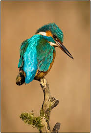 A Common Kingfisher Alcedo Atthis Looking For Prey This Beautiful Bird With Iridescent Blue Feathers Is Distribut Beautiful Birds Kingfisher Kingfisher Bird