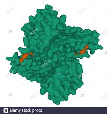 Proteolytic enzymes are crucial for a variety of biological processes in organisms ranging from lower (virus proteases cleave proteins into smaller fragments by catalyzing peptide bonds hydrolysis. Protease Stockfotos Und Bilder Kaufen Alamy