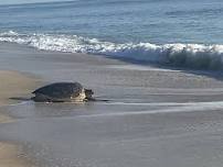 Sanctuary Story Time & Eco-Art: Sea Turtles!
