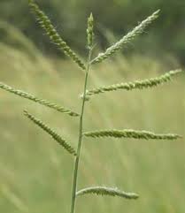 Image result for Urochloa villosa