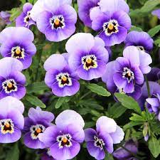 Pansy Flower Seeds Agriearth Buy Seeds Online In India Buy Vegetable Seeds Buy Flowering Seeds Buy Fruitseeds