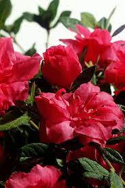 Autumn Rouge Encore Azalea Azaleas Plants Shrubs