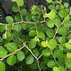 34 resep daun bidara ala rumahan yang mudah dan enak dari komunitas memasak terbesar dunia! Https Encrypted Tbn0 Gstatic Com Images Q Tbn And9gcq1tb9giypu6fy3fro3cyowdfehwfndsssre3mpkknbnqqey6vs Usqp Cau
