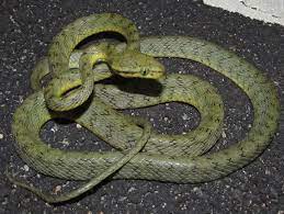 Check spelling or type a new query. Boiga Flaviviridis Wikipedia