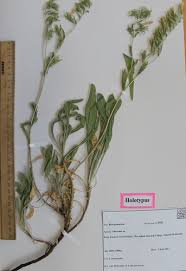 Image result for Cystostemon hispidissimus