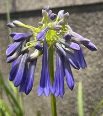 Image result for Aristea abyssinica