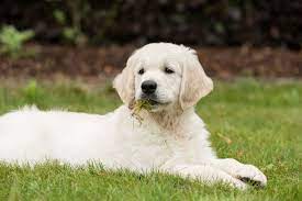 What To Do If Your Dog Is Vomiting White Foam