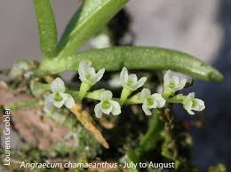 Image result for Angraecum chamaeanthus