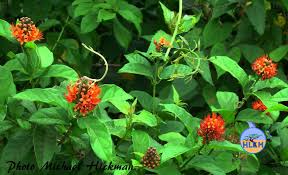 Image result for Combretum bracteosum