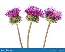 Thistle fernsby