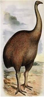 Pin By Mikanrℓiyeya On New Zealand Paradise Extinct Birds Extinct Animals Extinction