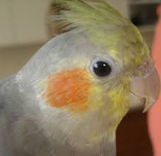 Maybe you would like to learn more about one of these? Spotlight On Female Parrots Pet Birds By Lafeber Co