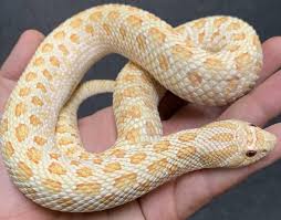 1,880 likes · 17 talking about this. Adult Albino Western Hognose Snakes For Sale
