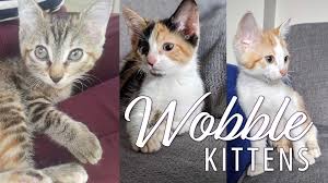 I have a cat with ch. What Is Cerebellar Hypoplasia The Truth About Kittens With Ch A R F Animal Rescue Foundation
