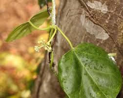 Image result for Marsdenia cynanchoides