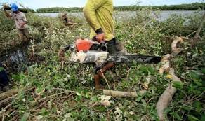 Sebagai sumber oksigen yang dibutuhkan seluruh makhluk hidup di bumi, hutan sangat penting untuk kita lindungi. Indonesia Miliki Hutan Bakau Terluas Se Asia Tenggara Tapi Republika Online