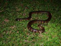 Image result for Hydrops triangularis