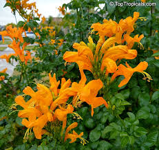 Image result for Tecomaria capensis