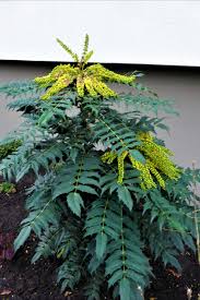 Mahonie Ein Duftender Winterbluher In 2020 Pflanzen Zierpflanzen Garten