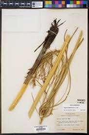 Image result for Cyperus hemisphaericus