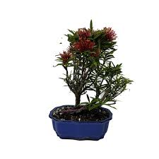 Image result for Ixora laurentii