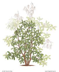 3 Ways To Prune Rhododendrons Finegardening Pruning Rhododendrons Fine Gardening Rhododendron
