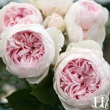 Today S Rose Is Earth Angel Most Likely Named Because The Blooms Are A Heavenly Presence By Presentation And Heirloom Roses Floribunda Roses Planting Roses