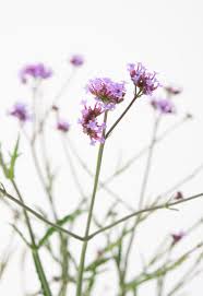 I am able to get locally the buenos aires which will grow 3′ tall, meteor showers 2′ tall and lollipop 2′. Eisenkraut Lollipop Verbena Bonariensis Lollipop Gunstig Online Kaufen