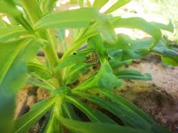 Image result for Helichrysum argyrosphaerum