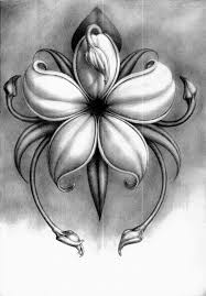 Pencil Drawings Of Flowers Displaying 20 Gallery Images For Pencil Drawings Of Flowers Art H Pencil Drawings Of Flowers Flower Drawing Pencil Drawings