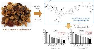 Image result for Asparagus petersianus