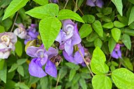 Image result for Cochliasanthus caracalla