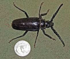 These 14 bugs found in maryland will send shivers down your spine everyone in maryland is currently babbling about their excitement for warmer weather. Big Black Arizona Bug Beetle Derobrachus Hovorei Bugguide Net