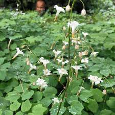 Image result for Blyxa hexandra