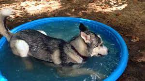 piscine pour chien le guide d achat pourquoi comment combien piscine advisor