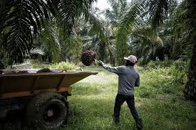 Get detailed information about crude palm oil futures including price, charts, technical analysis, historical data, reports and more. Mpob Lauds Pemerkasa S Incentives As Good Move To Woo Local Workers Money Malay Mail