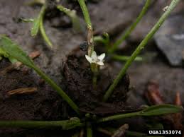 Image result for Limosella