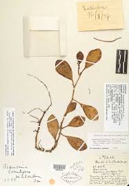 Image result for Peperomia fernandopoiana