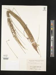 Image result for Schoenoplectiella senegalensis