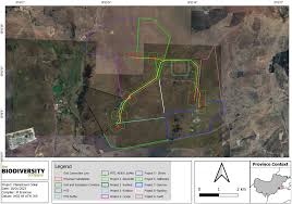 Image result for Chascanum adenostachyum