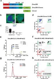 Auto Regulatory J Domain Interactions Control Hsp70 Recruitment To The Dnajb8 Chaperone Biorxiv